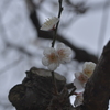 梅