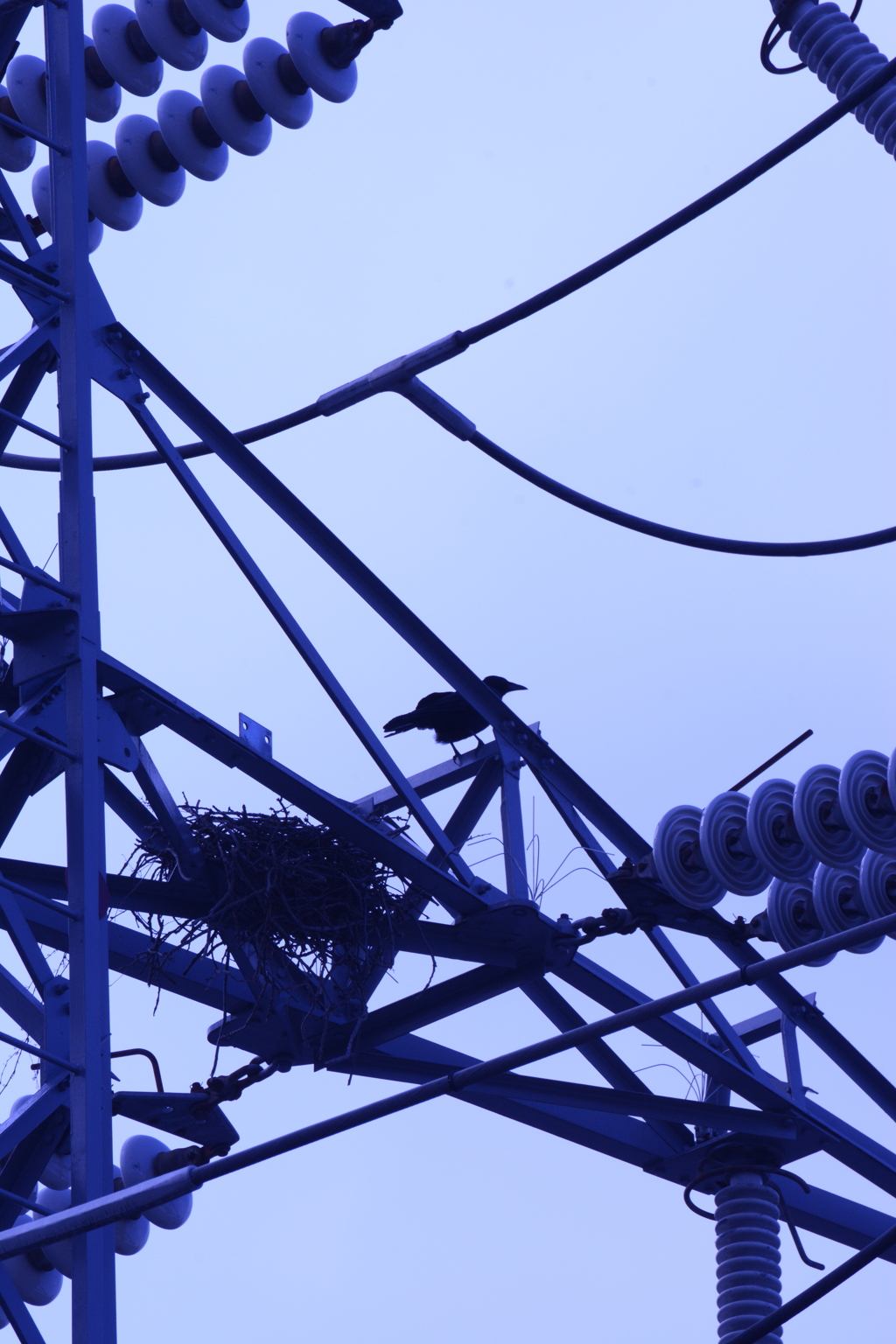 送電塔に巣を作っていたカラス
