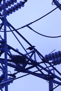 送電塔に巣を作っていたカラス