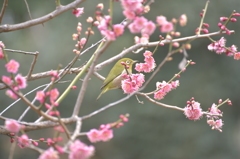 目白　紅梅でなく、白梅で撮りたかった