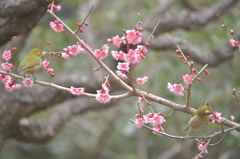 芝公園の梅を撮影　目白に遭遇