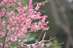 芝公園で、撮りました。 メジロ
