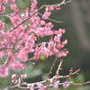 芝公園で、撮りました。 メジロ