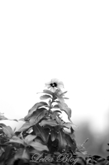 モノクローム花