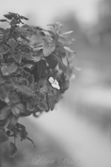 川辺の花