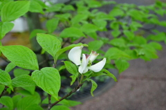 花のまわりみち　ハナミズキ