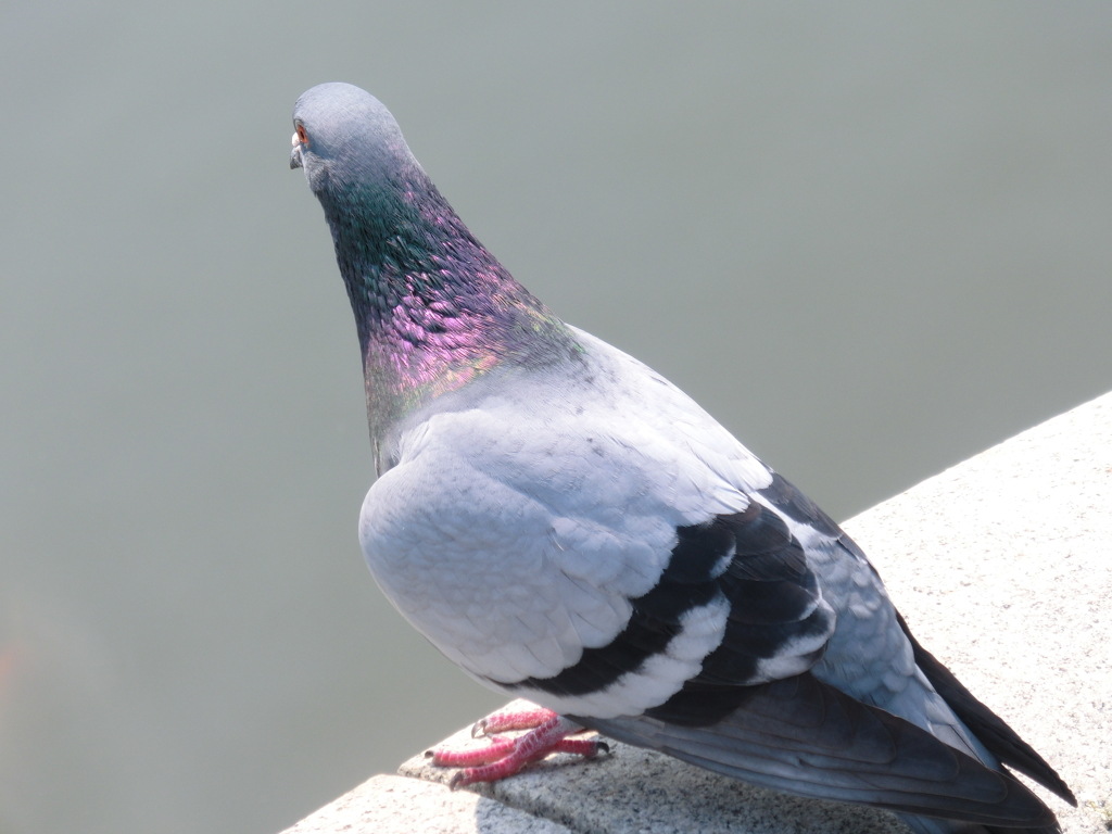 鳩ぽっぽ