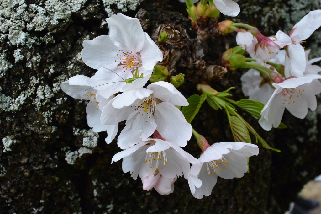 桜にキリギリス