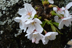 桜にキリギリス