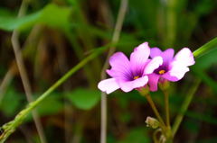 道端で見つけた花　その２