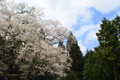 エドヒガンと空