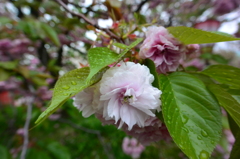 花のまわりみち　八重桜