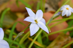 道端で見つけた花