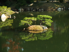 カメのひなたぼっこ