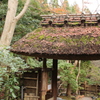 祇王寺
