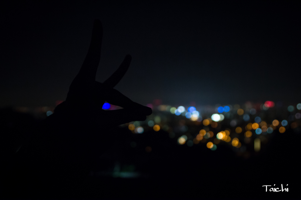 夜景性動物