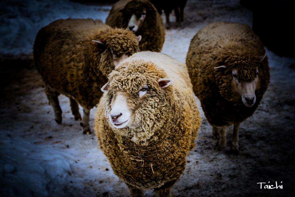 THE SHEEP