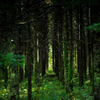 into the forest