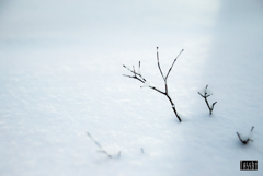 遠い雪景色