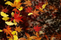 紅葉