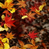 紅葉