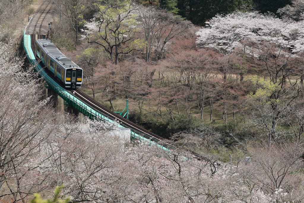 矢祭　桜花爛漫