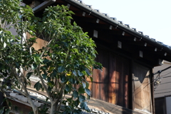 谷中にて・２
