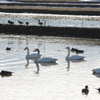 水田の白鳥たち