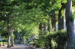 緑光