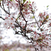 地元の桜②