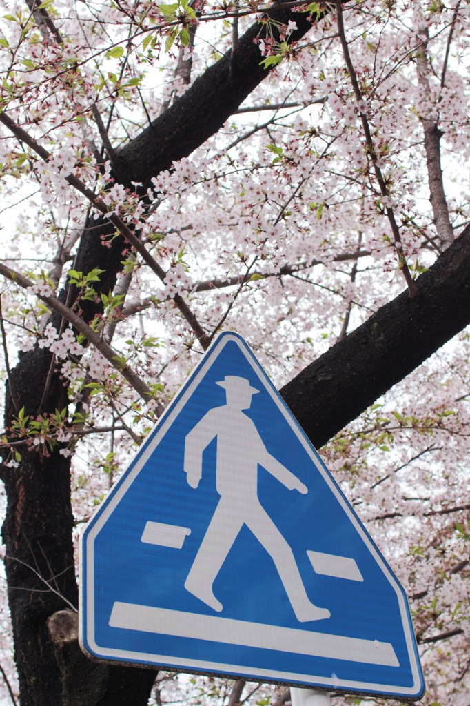 地元の桜④