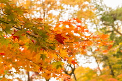 日光の紅葉①