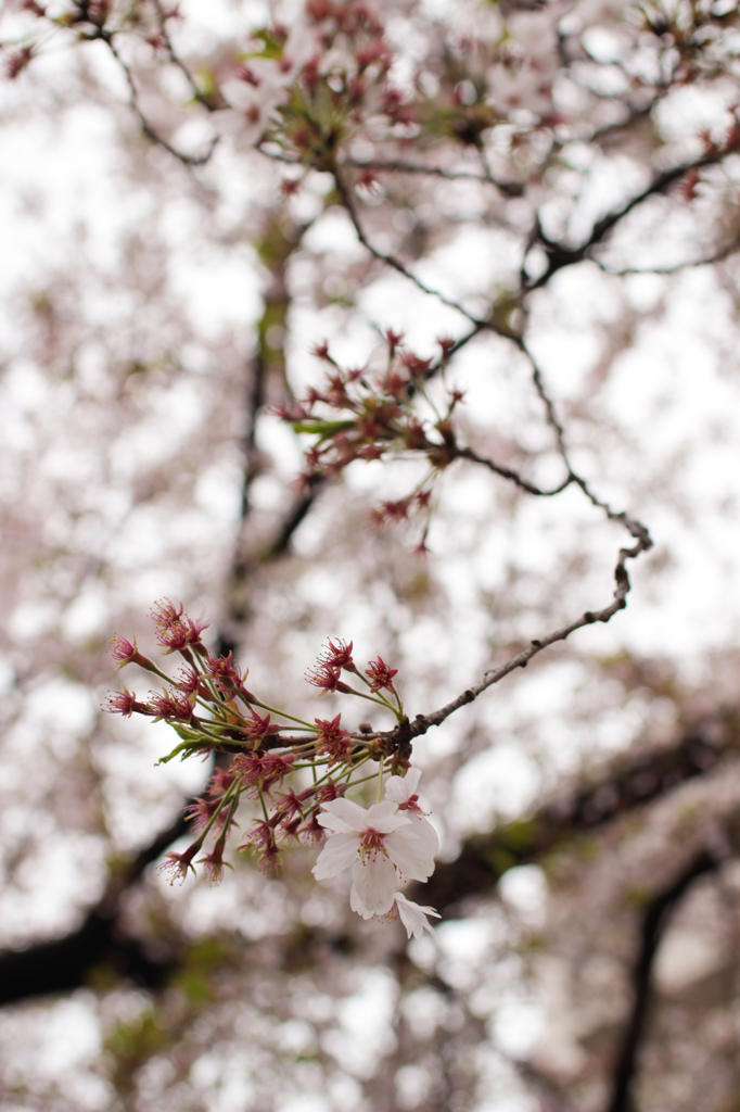 地元の桜①