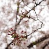 地元の桜①