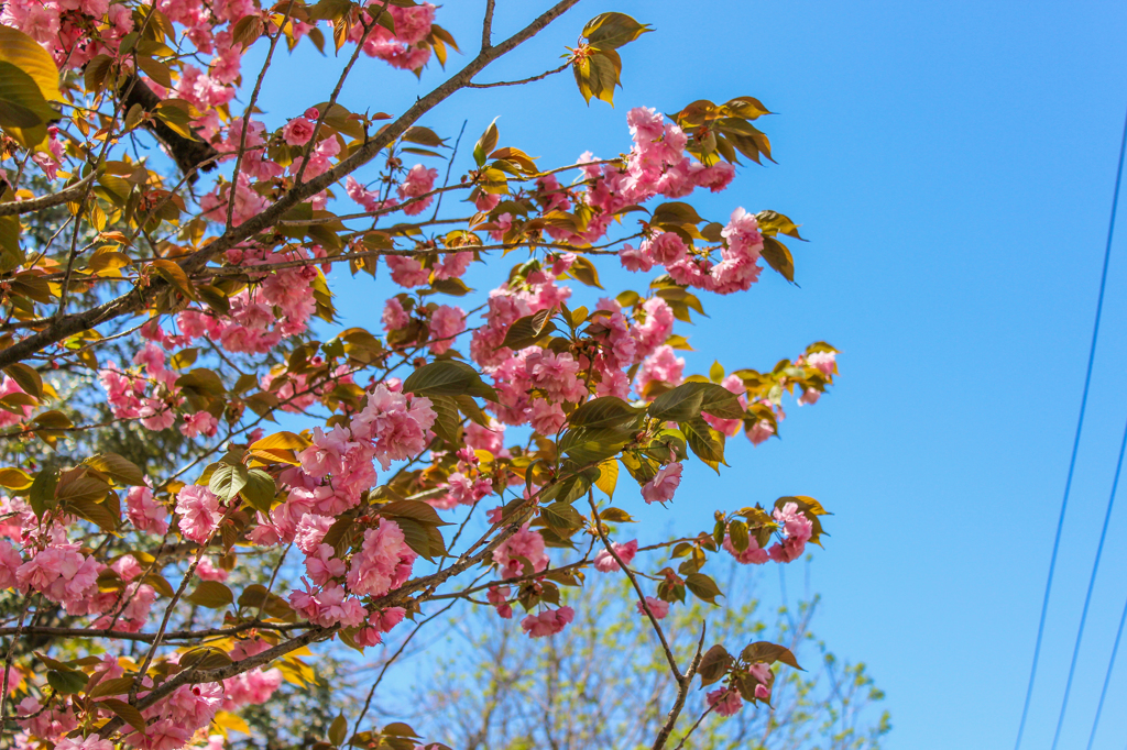 宮崎台の桜