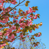 宮崎台の桜