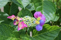 紫陽花