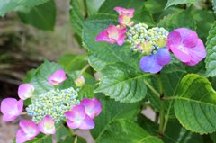 紫陽花