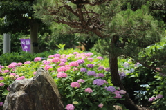 紫陽花