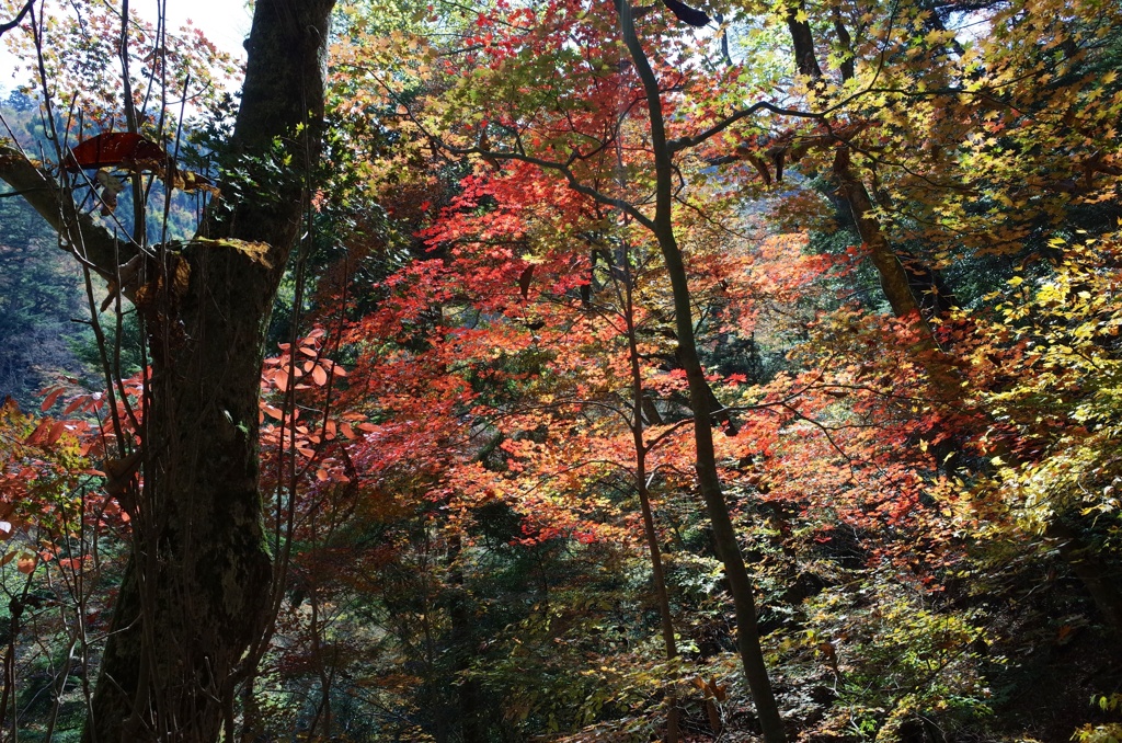 目丸山の秋1