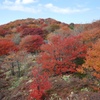 くじゅう扇ヶ鼻の紅葉2