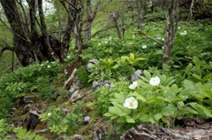 天主山の山芍薬