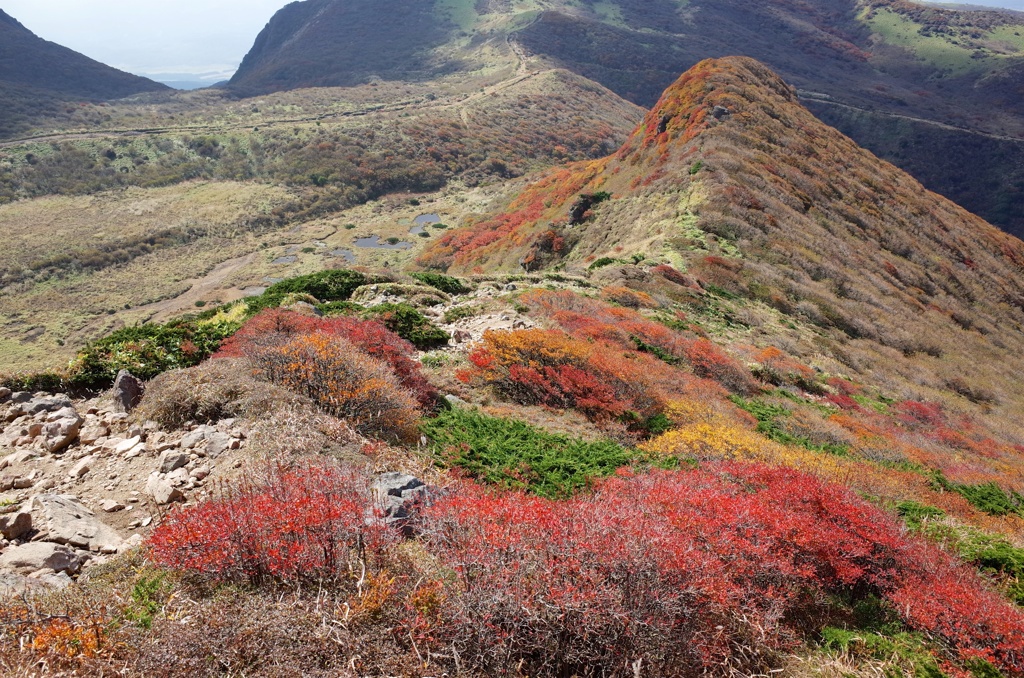 くじゅう星生山の紅葉1