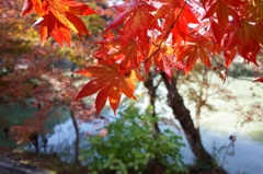 御船山楽園の紅葉