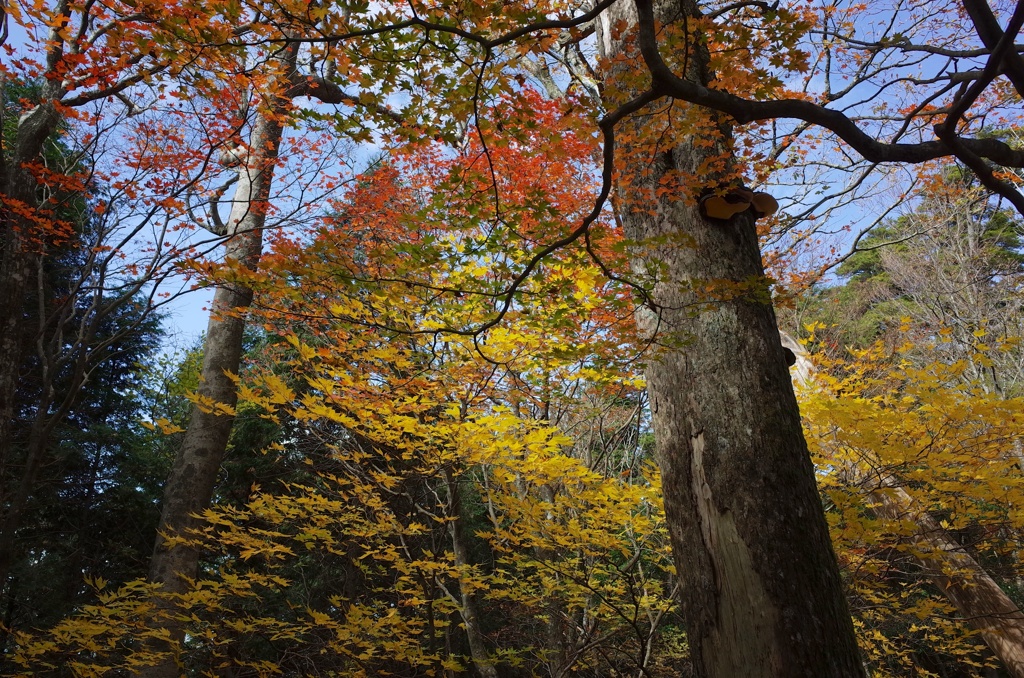 目丸山の秋2