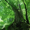 川辺川源流域の巨木1