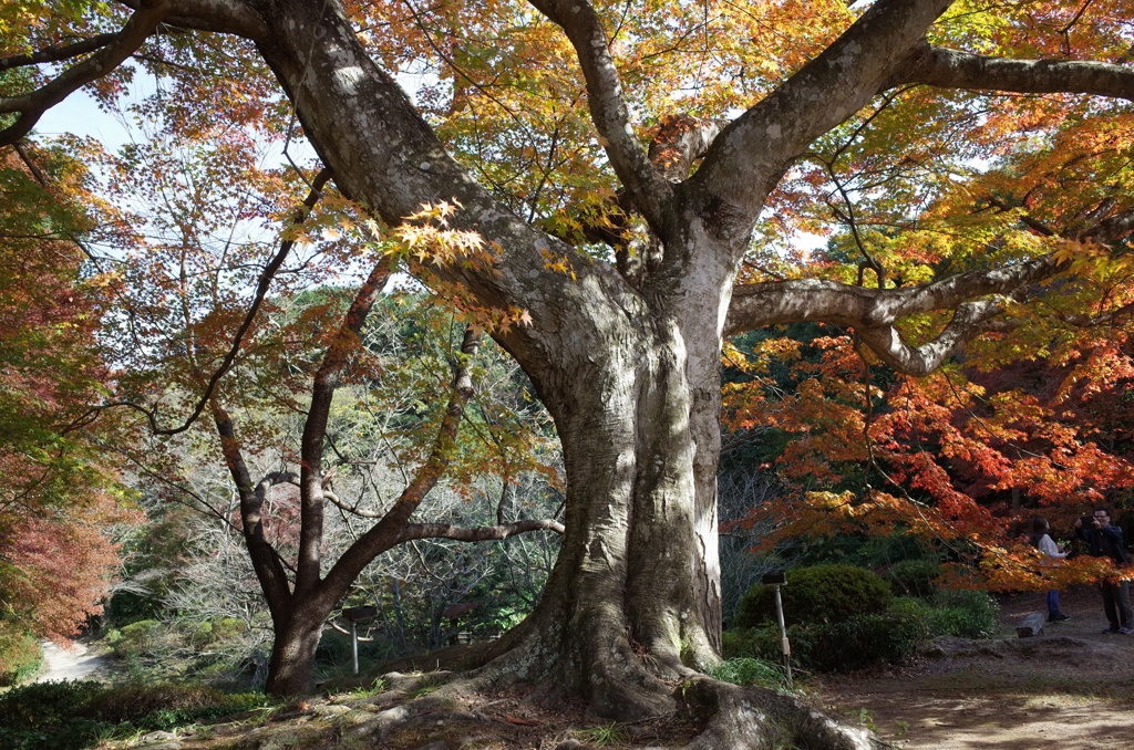 170年大モミジ4