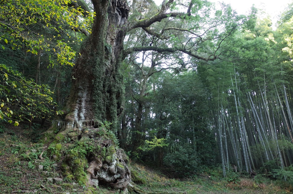 武雄の大楠