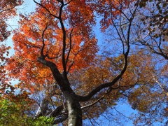 目丸山の紅葉1