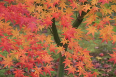 秋彩２